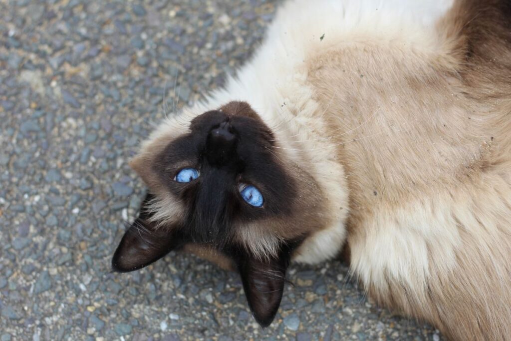 Are Siamese Cats Mean? Things We Have To Come Clean With