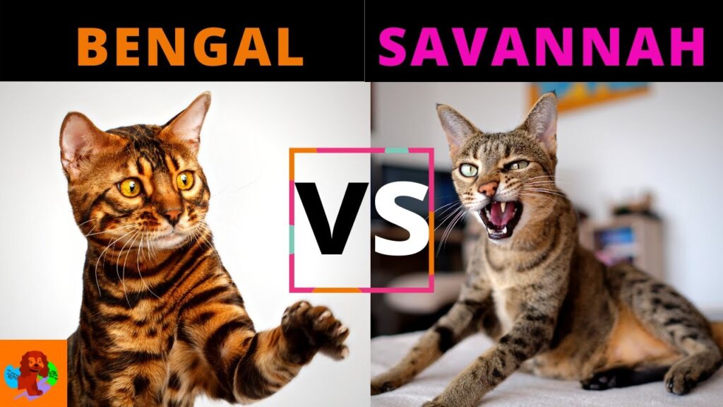 Bengal Cat Vs. Savannah Cat: Which One To Choose?