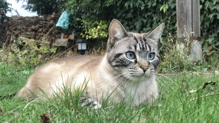 Bengal Ragdoll Mix: Purrfect Or Clawful Combo?