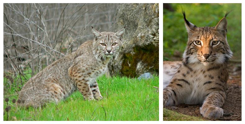 Bobcat Vs. House Cat: Here’S How To Tell The Difference