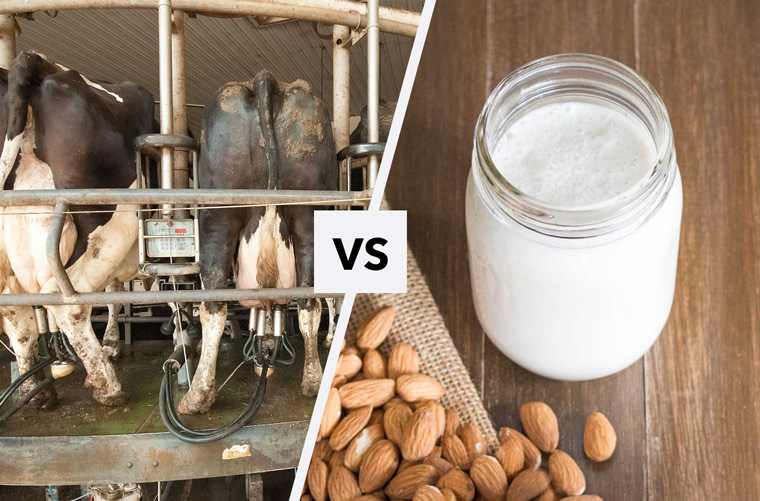 Can Cats Drink Almond Milk? It’S Unlike Any Udder Milk!