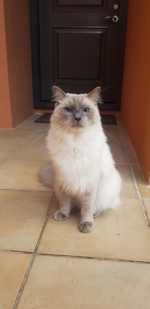 Can Ragdoll Cats Go Outside? Is It Dangerous Or Not?