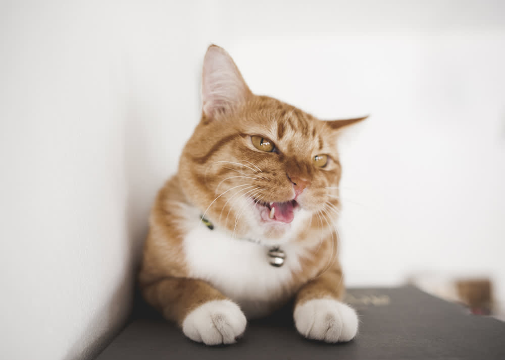 Cat Making Weird Mouth Movements: Is She Whispering To You?