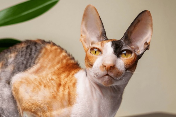 Devon Rex Vs. Cornish Rex: Your Favorite Curly-Haired Fluffs