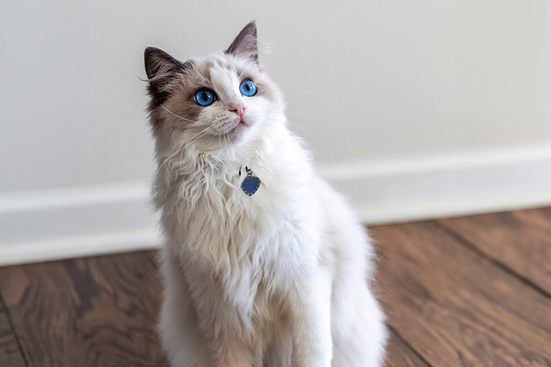 Do All Ragdolls Have Blue Eyes? The Secret Of Piercing Blue