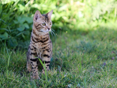 Do Bengal Cats Shed Excessively? Here’S The Answer