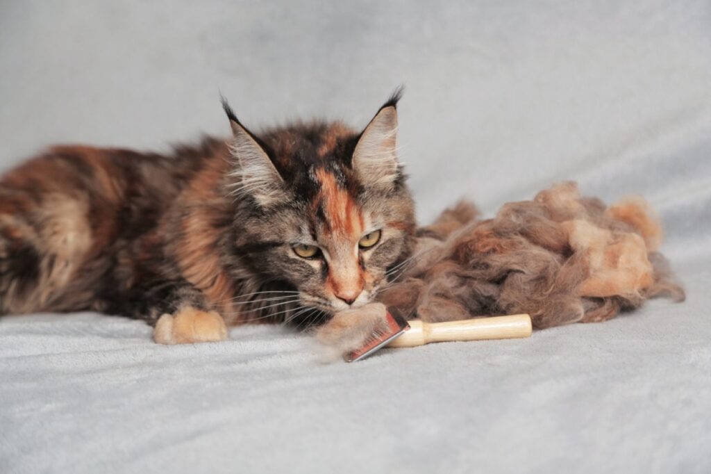 Do Maine Coon Cats Shed Excessively? Oh, Pawlease…