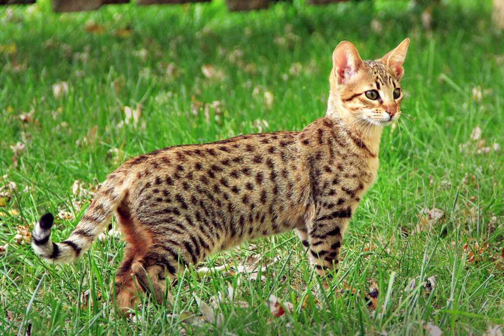 Do Savannah Cats Shed? The Truth About These Elegant Felines