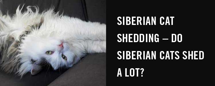 Do Siberian Cats Shed A Lot? How Much Is Too Much?