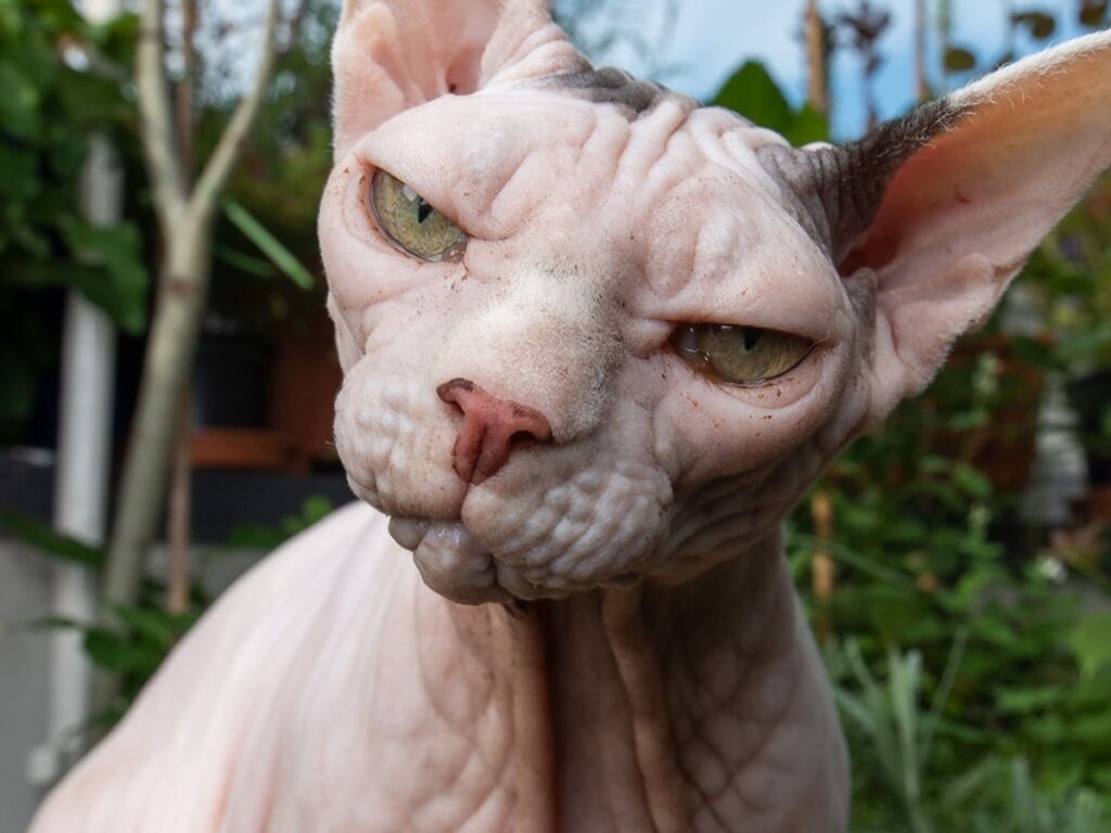 Dwelf Cat: The Curls And Wrinkles You Can’T Resist