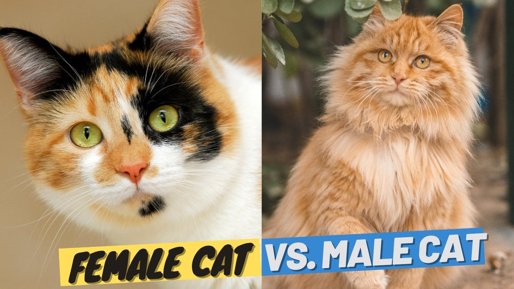 Female Bengal Cat: The Battle Between Boys And Girls