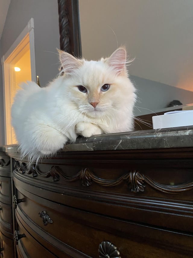 Flame Point Ragdoll: She’S On Fire And She Knows It