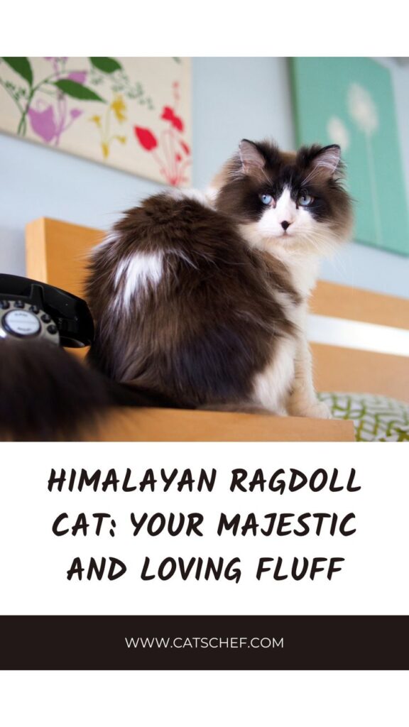 Himalayan Ragdoll Cat: Your Majestic And Loving Fluff