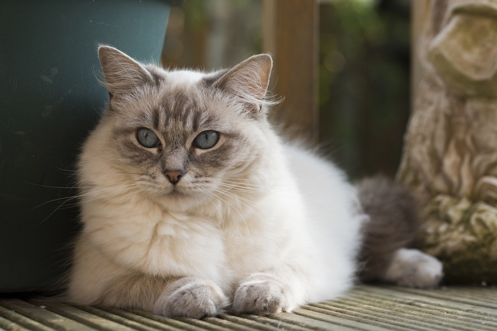 How Do Persian Cats Show Love? 9 Signs Of Affection