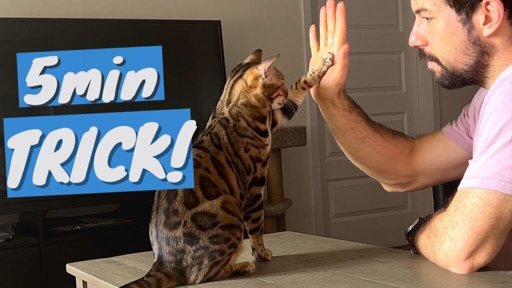 How To Train A Bengal Cat? Can You Teach Them New Tricks?