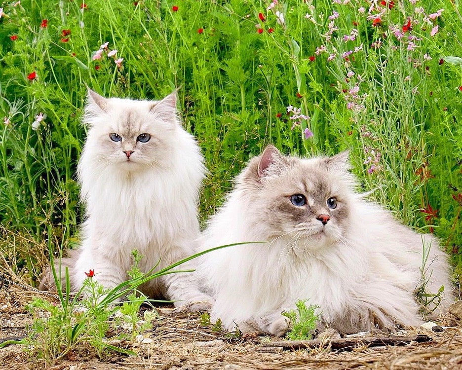 Is The Siberian Cat Hypoallergenic? Myth Or Fact?