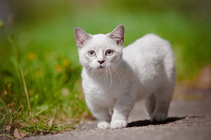 Is Your Munchkin Cat Hypoallergenic? What You Need To Know