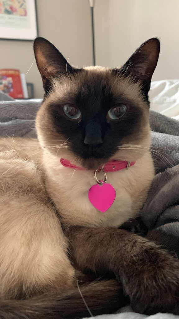 Persian Siamese Mix: A Match Made In Heaven