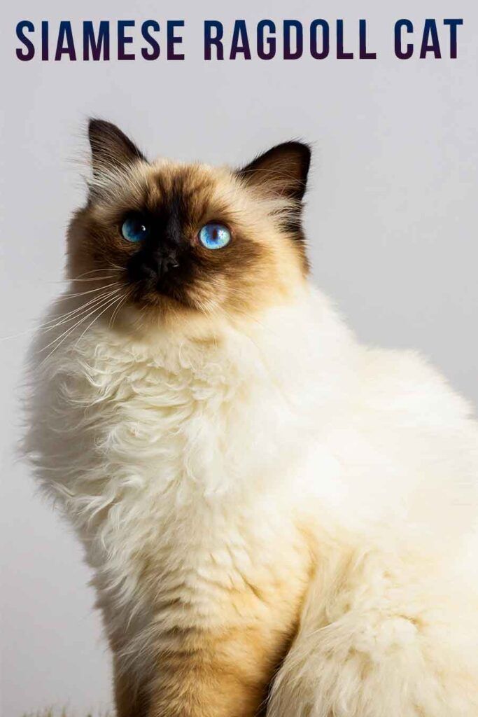 Ragamese Cat: What To Expect From A Ragdoll Siamese Mix?