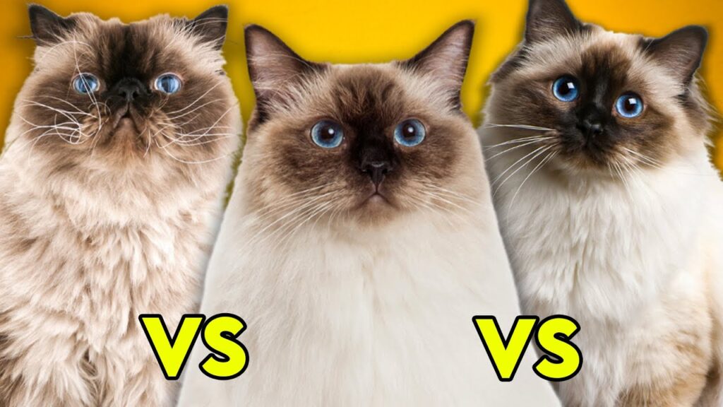 Ragdoll Vs. Himalayan: How To Tell The Difference?