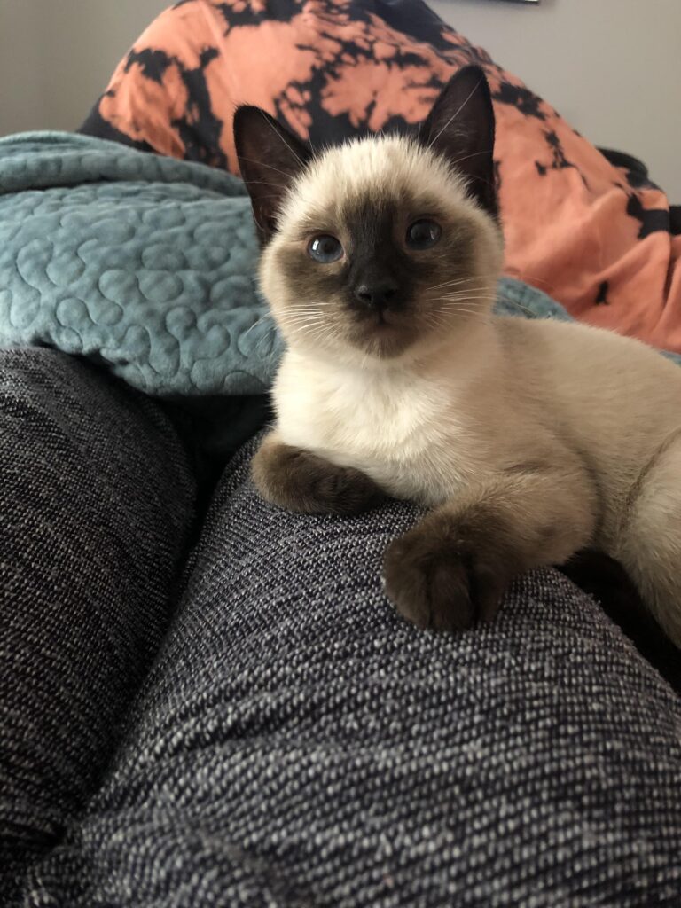 Ragdoll Vs. Siamese: Which One Wins The Battle Of Cuteness?