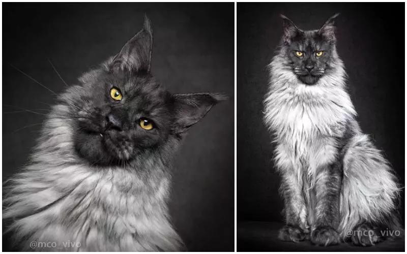 Rarest Maine Coon Colors: What’S There To Know?