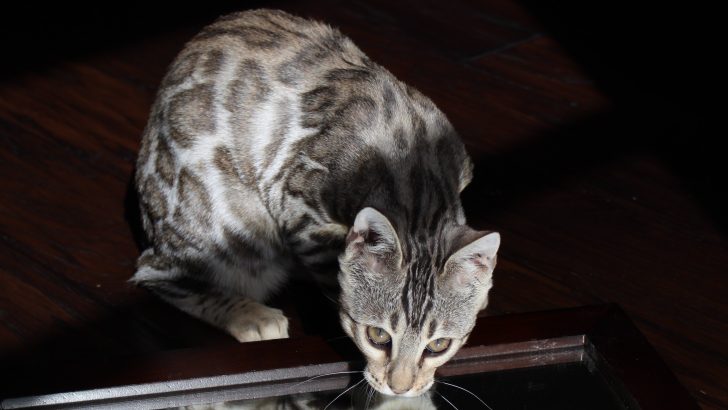 Silver Bengal Cat: The Rosette Patterned Bundle Of Energy