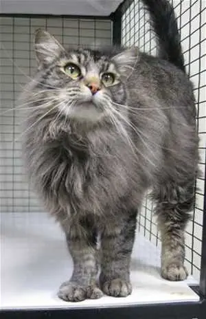 Silver Maine Coon: The Purrfect Salt-And-Pepper-Haired Pet