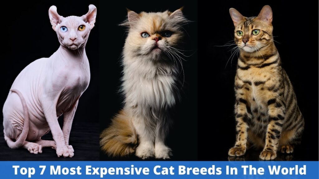 The 7 Most Expensive Cat Breeds In The World