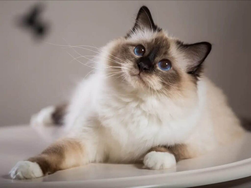 The List Of Top 5 Trending Cat Breeds in Australia