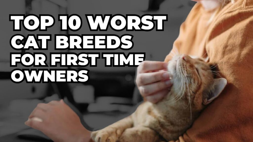 What Are The 8 Worst Cat Breeds For First-Time Owners?