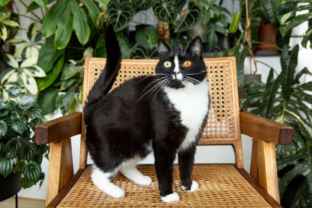 What Breed Is Your Tuxedo Cat? 8 Most Common Breeds