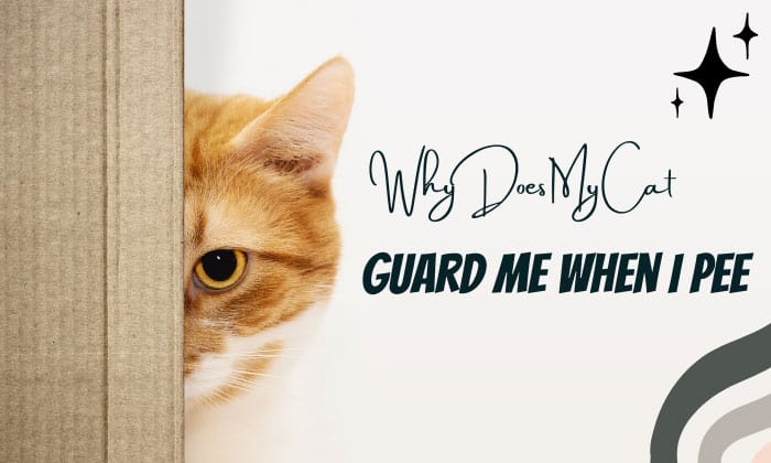 Why Does My Cat Guard Me When I Pee? What Do I Do? | Cats Solution