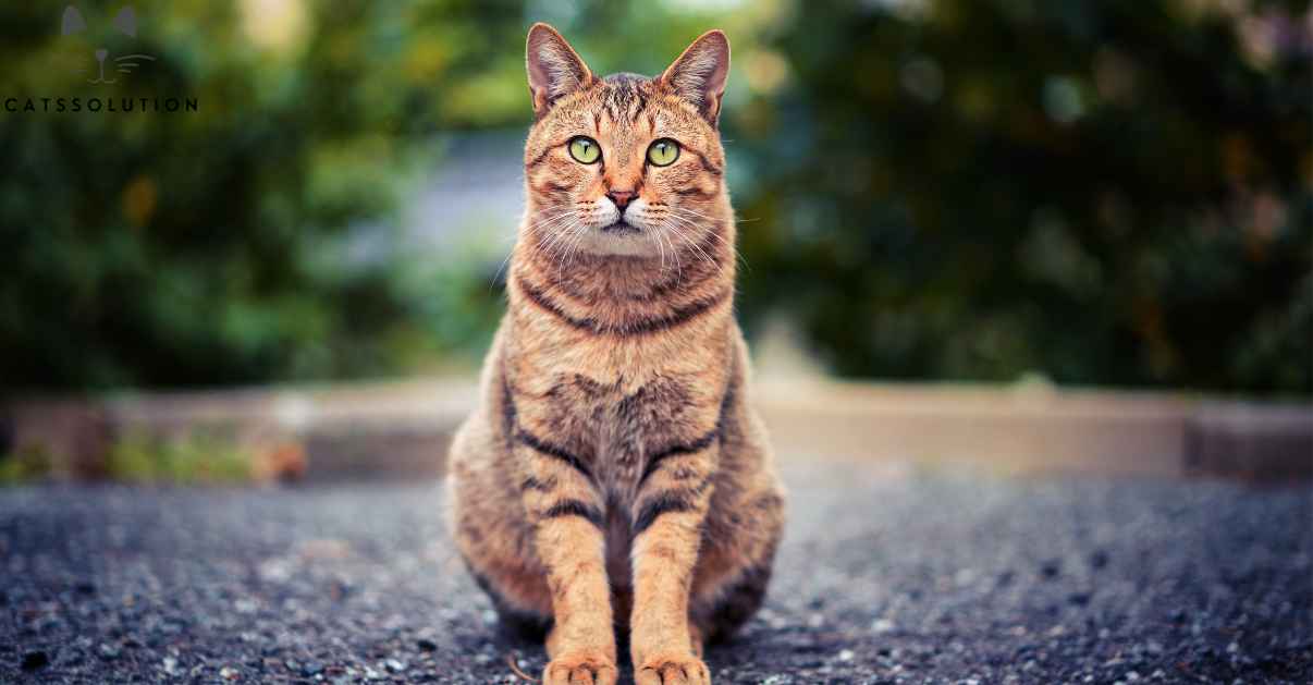 How to Keep Cats off Car