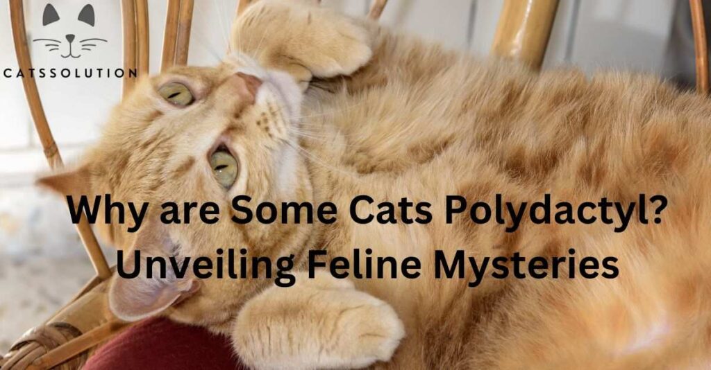 Why are Some Cats Polydactyl?