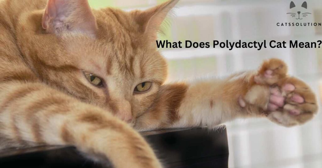 What Does Polydactyl Cat Mean