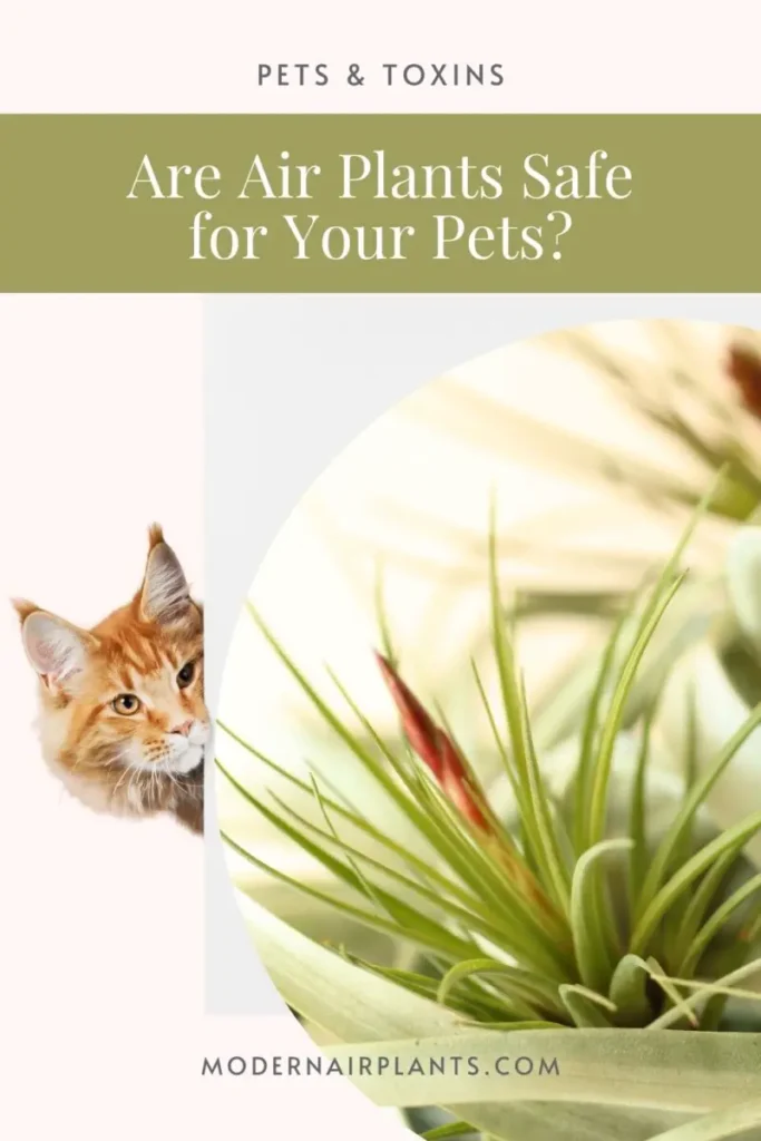 Are Air Plants Toxic to Cats