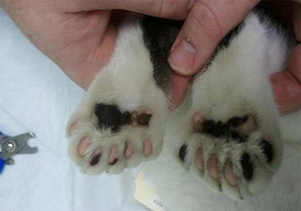 Can You Declaw a Polydactyl Cat