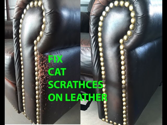 Do Cats Scratch Leather