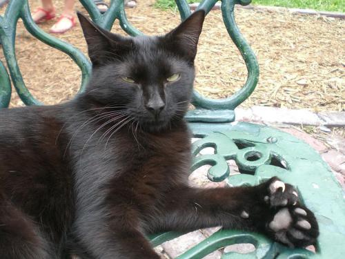 How Long Do Polydactyl Cats Live