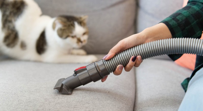 How Long Does Cat Hair Stay in Your Home? Tips to Manage It