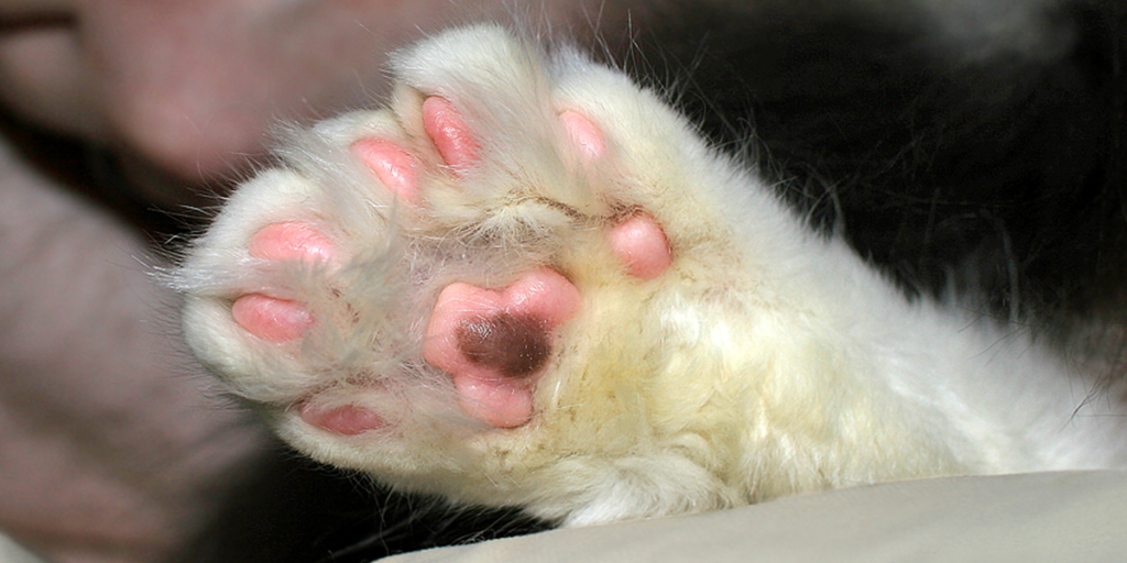 How Many Claws Do Polydactyl Cats Have