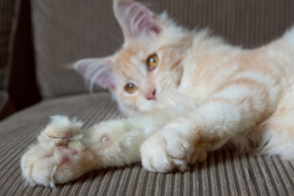 How Much are Polydactyl Cats