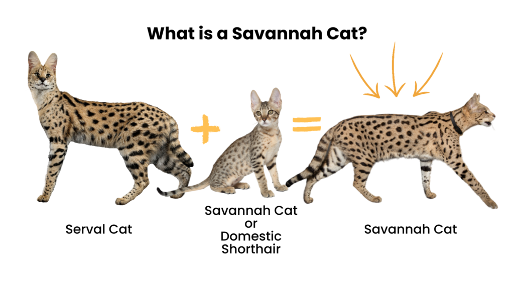 How Much is a Serval Cat