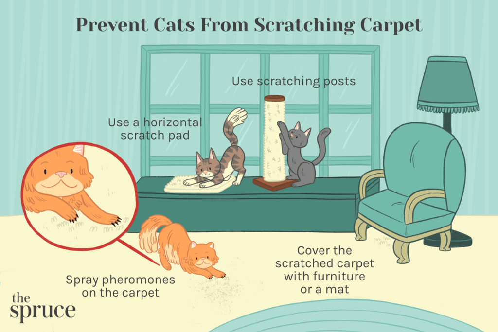 How to Stop Cat from Scratching Carpet