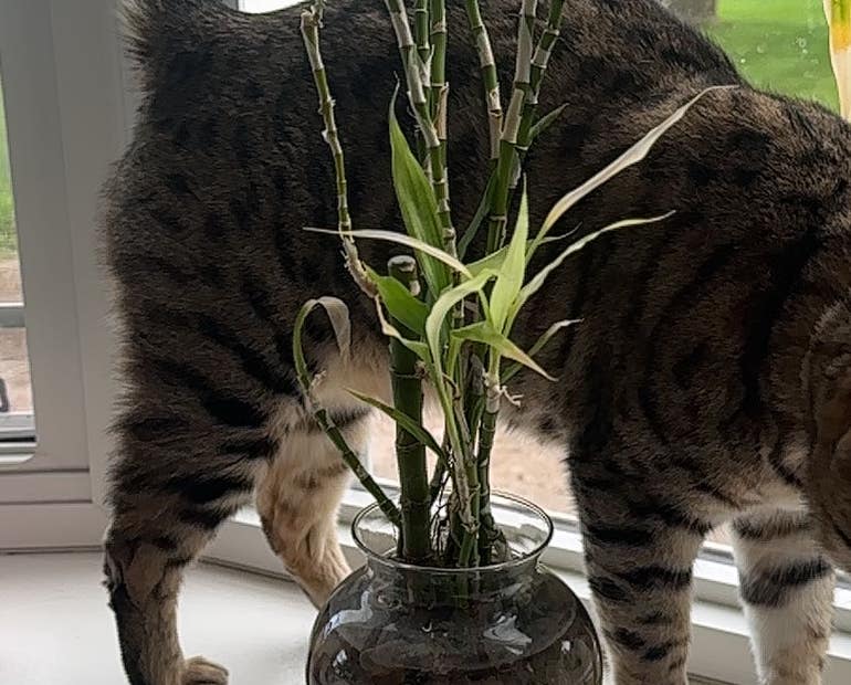 Is Lucky Bamboo Plant Poisonous to Cats