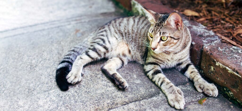 Polydactyl Cats for Sale