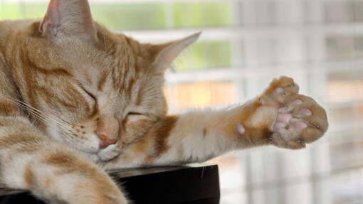 What Does a Polydactyl Cat Look Like