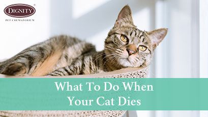 What to Do When Your Cat Dies