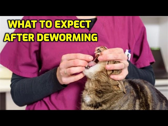 What to Expect After Deworming a Cat